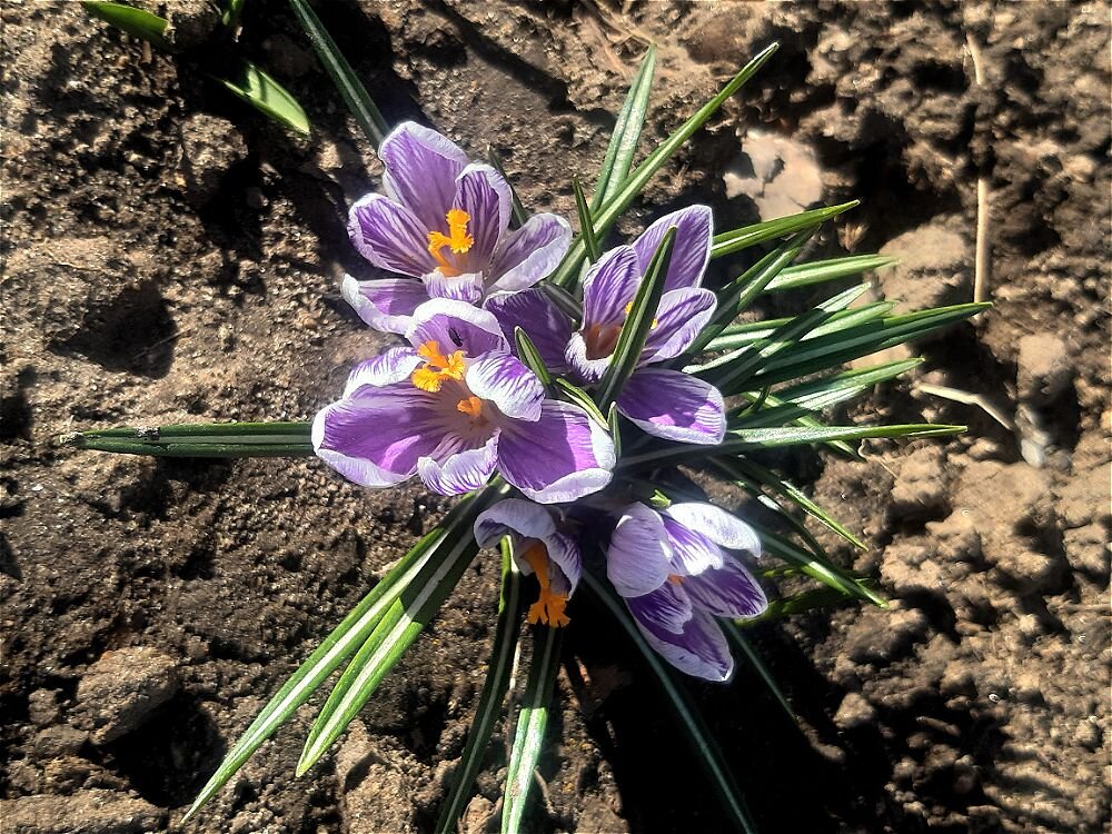 Весенний дебют! - Нина Андронова Весенний дебют! - Нина Андронова