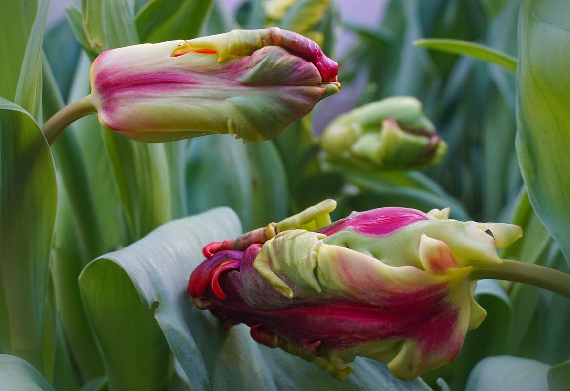 "Репетиция весны" в Аптекарском огороде - Ольга 