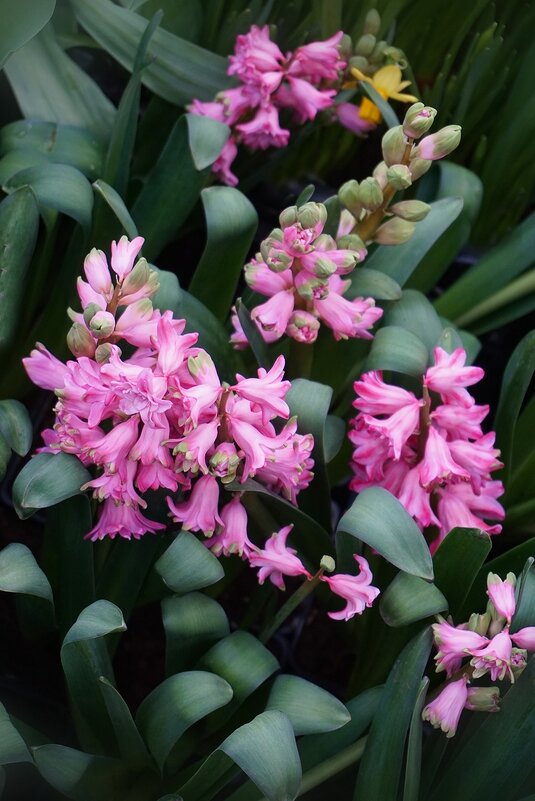 "Репетиция весны" в Аптекарском огороде - Ольга 