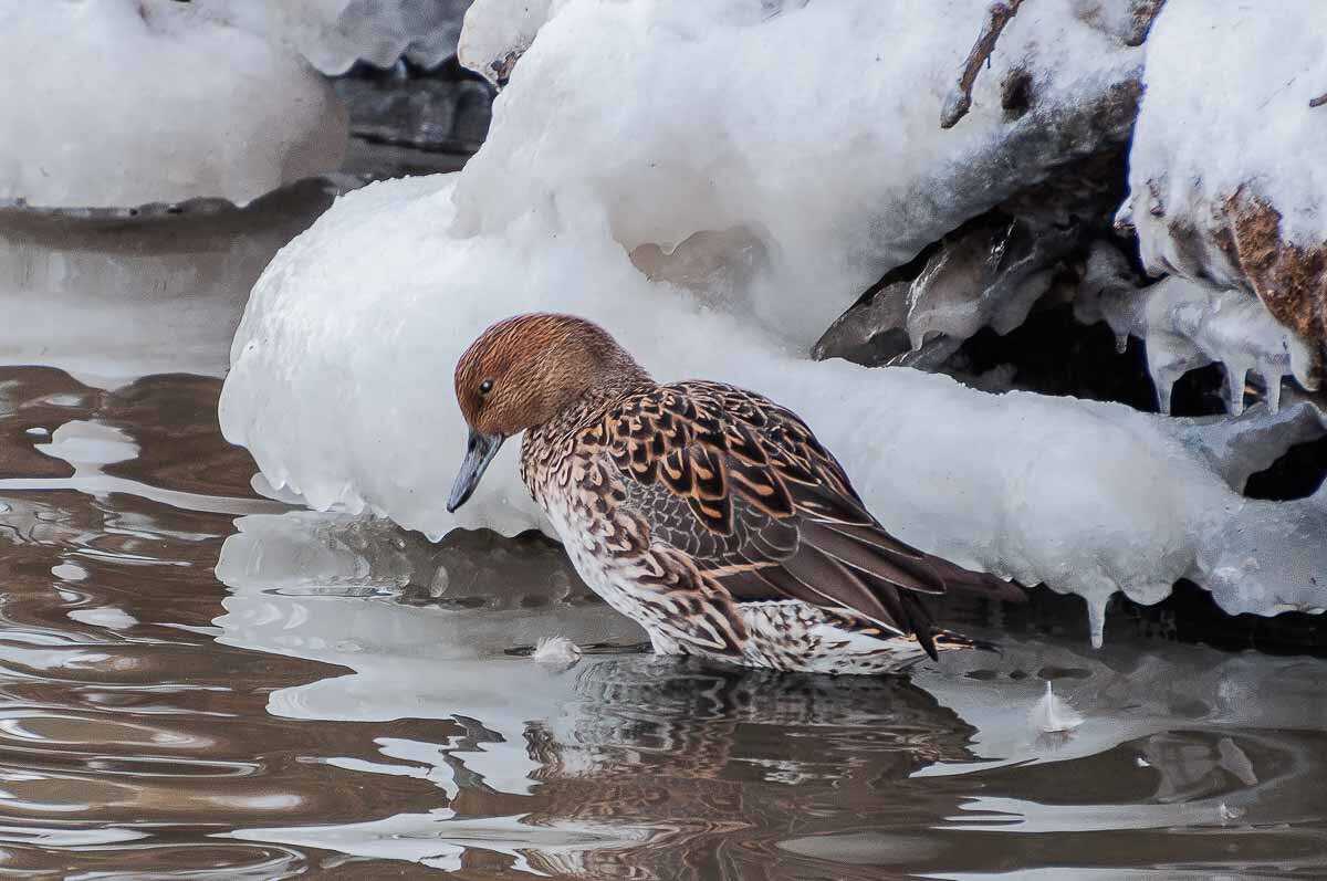 Шилохвость (самка). - Nikolay Lovec