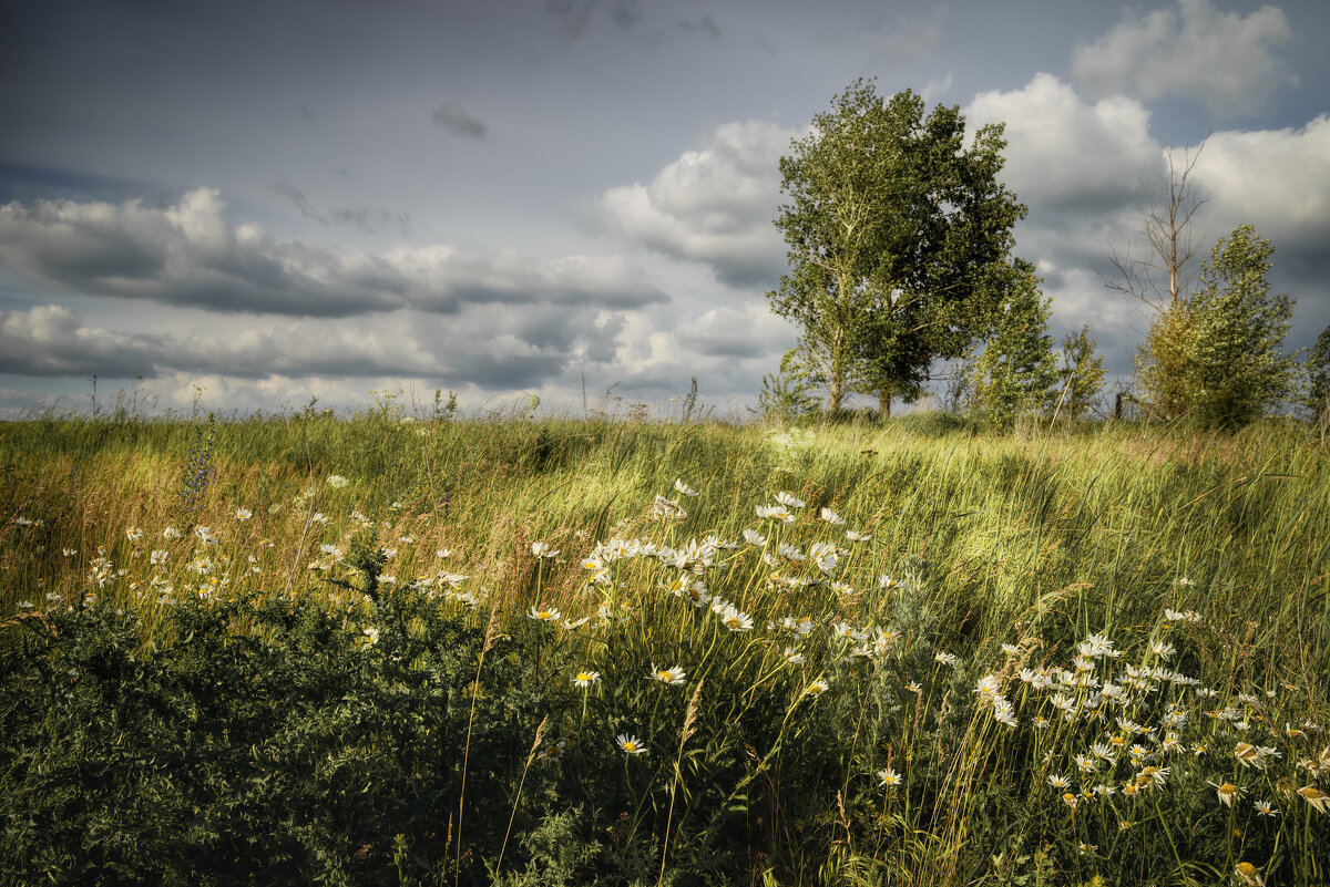 Полевые цветы... - Валерий VRN