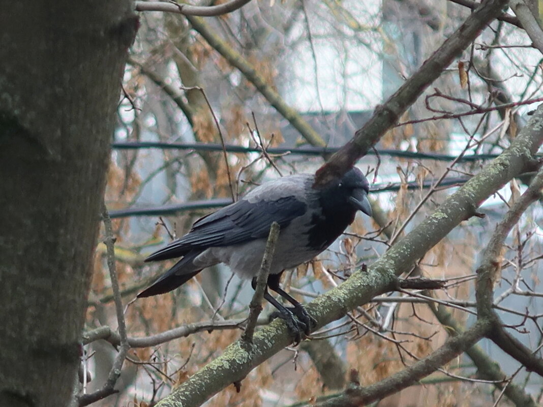 Подглядывающая - Дмитрий И_