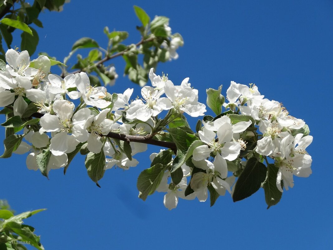 С началом весны, дорогие друзья! - Наталья ***