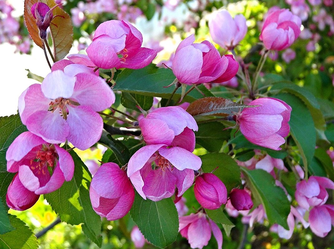 Дикая яблоня цвела у дома - Наталья ***