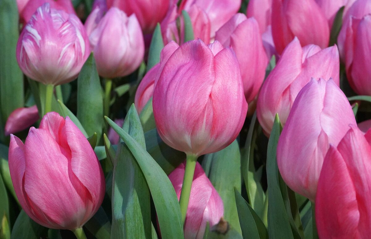 Репетиция весны - Татьяна Тюменка