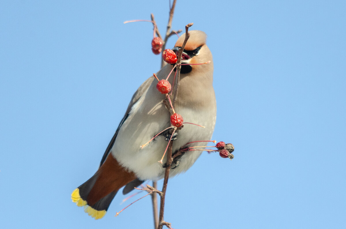 Свиристель - Виктор Иванович Чернюк