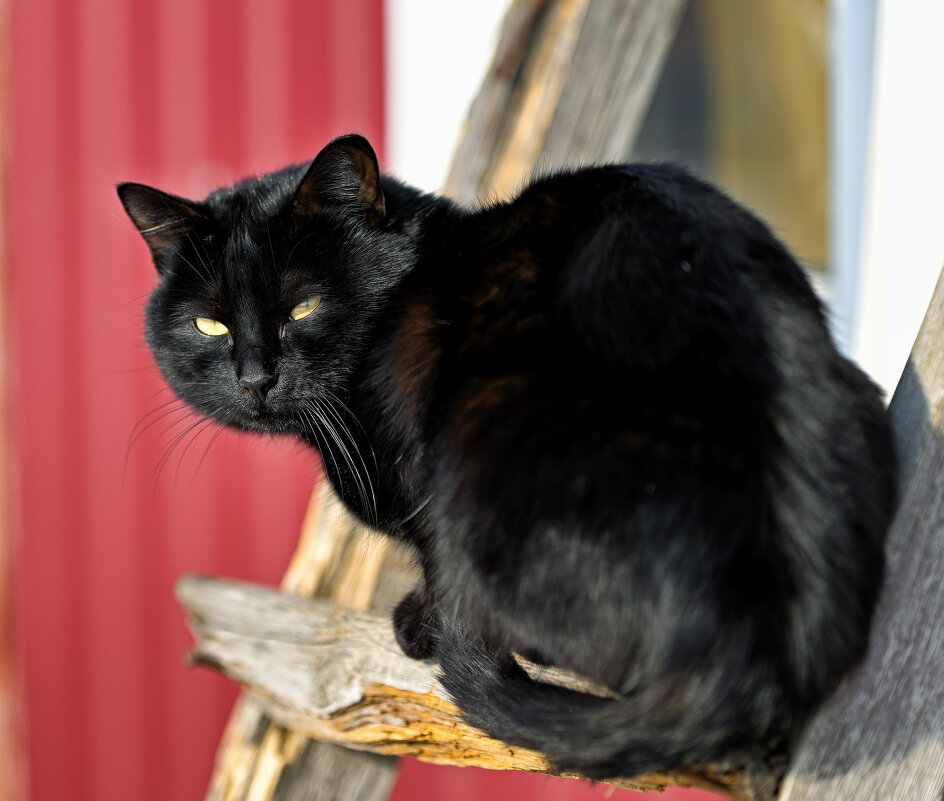 Первый день весны , а мышек не видно ... - Евгений Хвальчев Первый день весны , а мышек не видно ... - Евгений Хвальчев