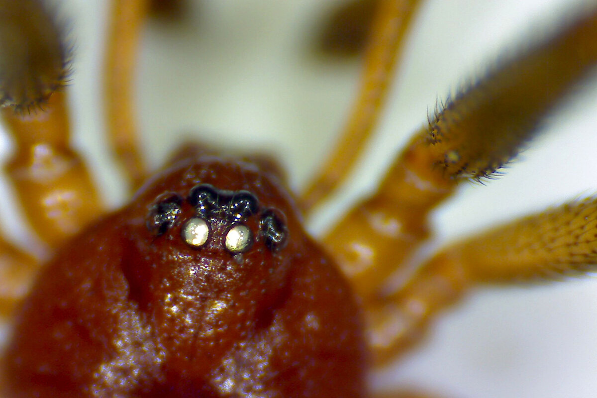 Паучок - Андрей Л. В. Паучок - Андрей Л. В.