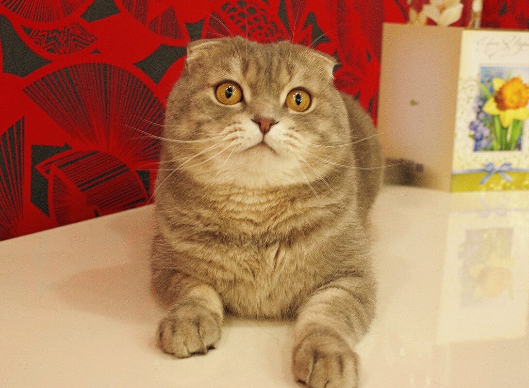 С Днем кошек! - Галина Нестратова