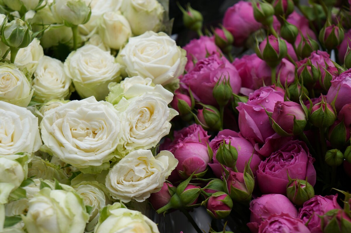 Весна !..... - Алёна Савина