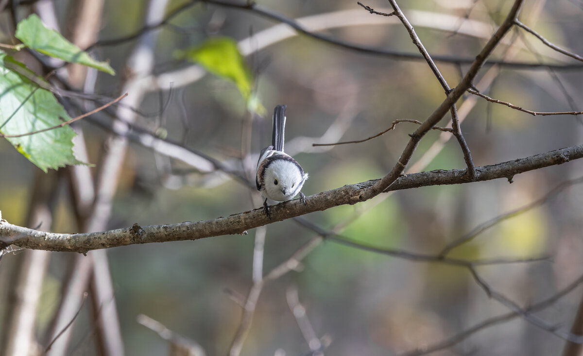 ополовник. - юрий макаров ополовник. - юрий макаров