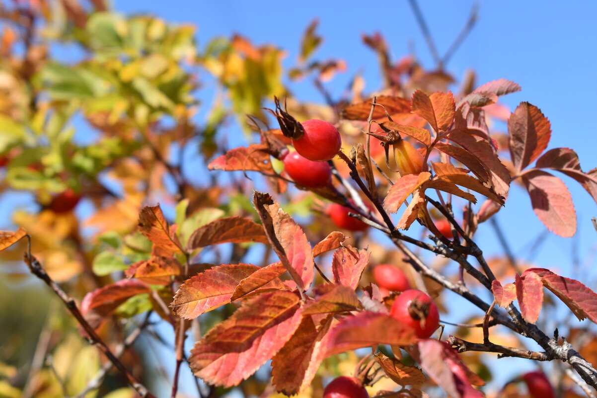 Шиповник - Дарья Шуклина