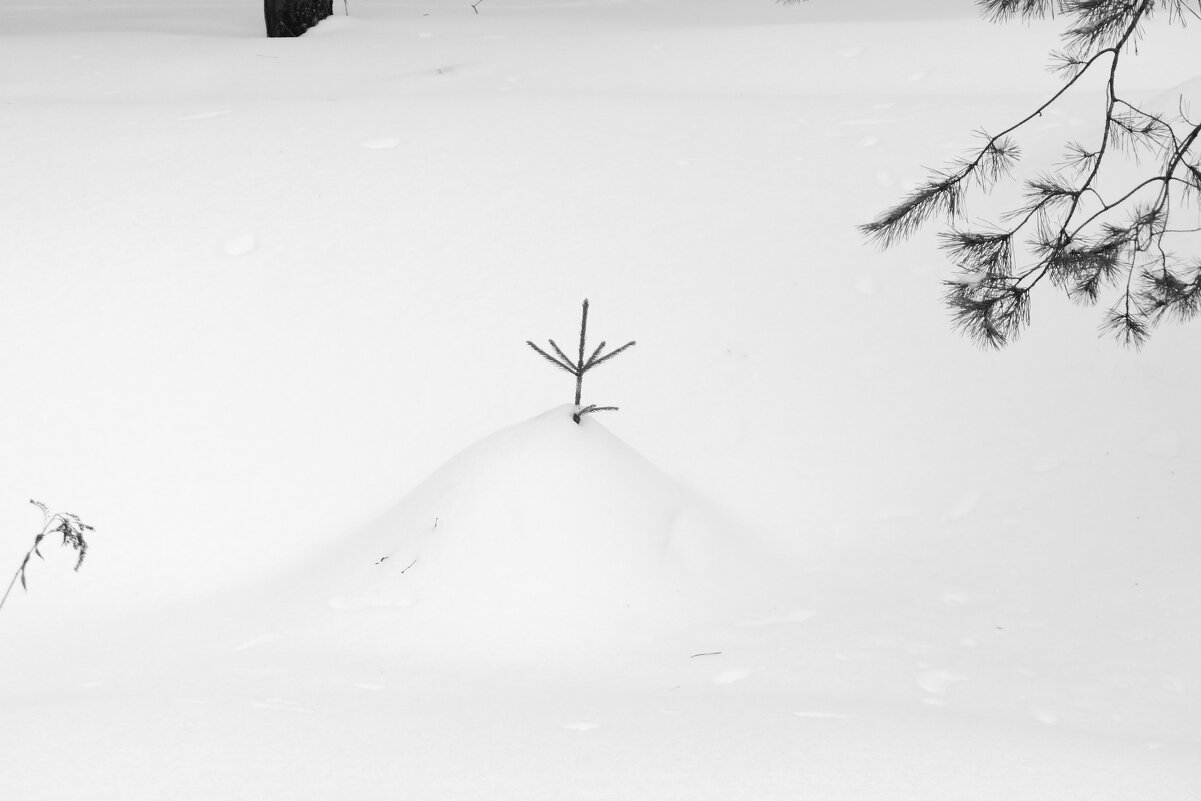 Мечты о ч/б Лейке 24. - Михаил Елочкин