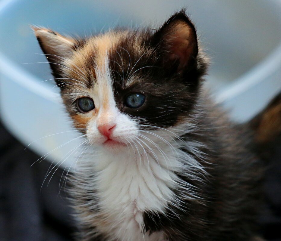 С Днём кошек - Владимир59 