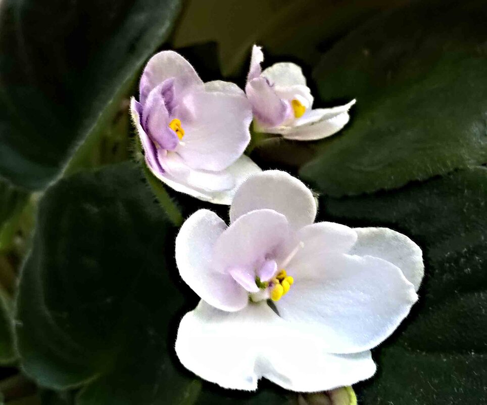 НЕЖНОСТЬ ФИАЛКИ - Елена Семигина