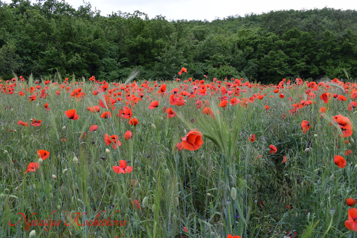 Природа Крыма - Amazing Cosmea