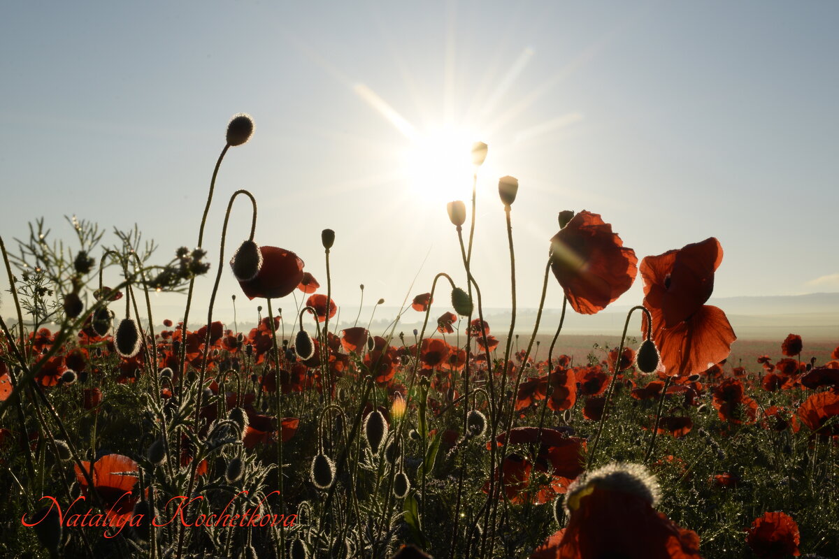 Природа Крыма - Amazing Cosmea Природа Крыма - Amazing Cosmea