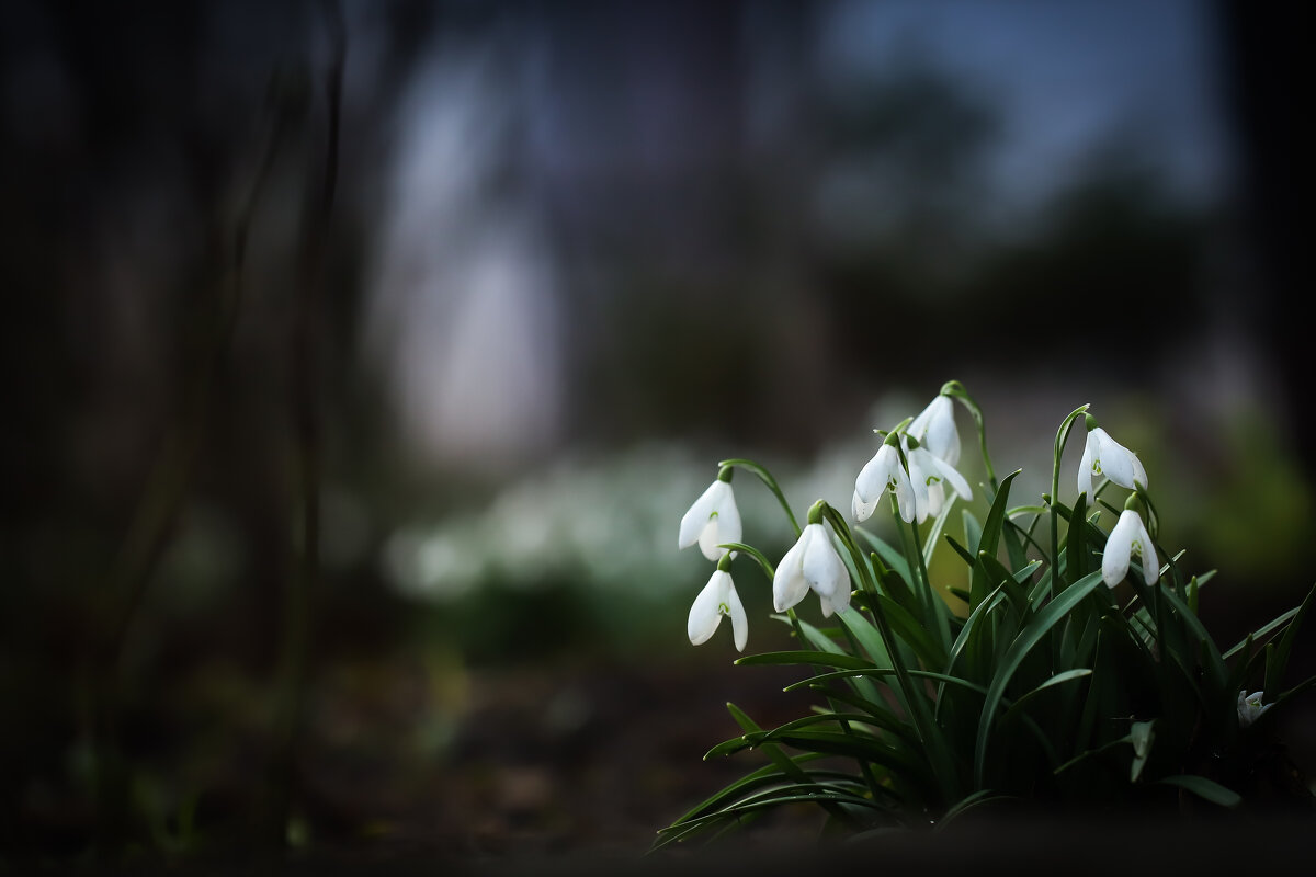 С первый днём весны! - Игорь Шевченко