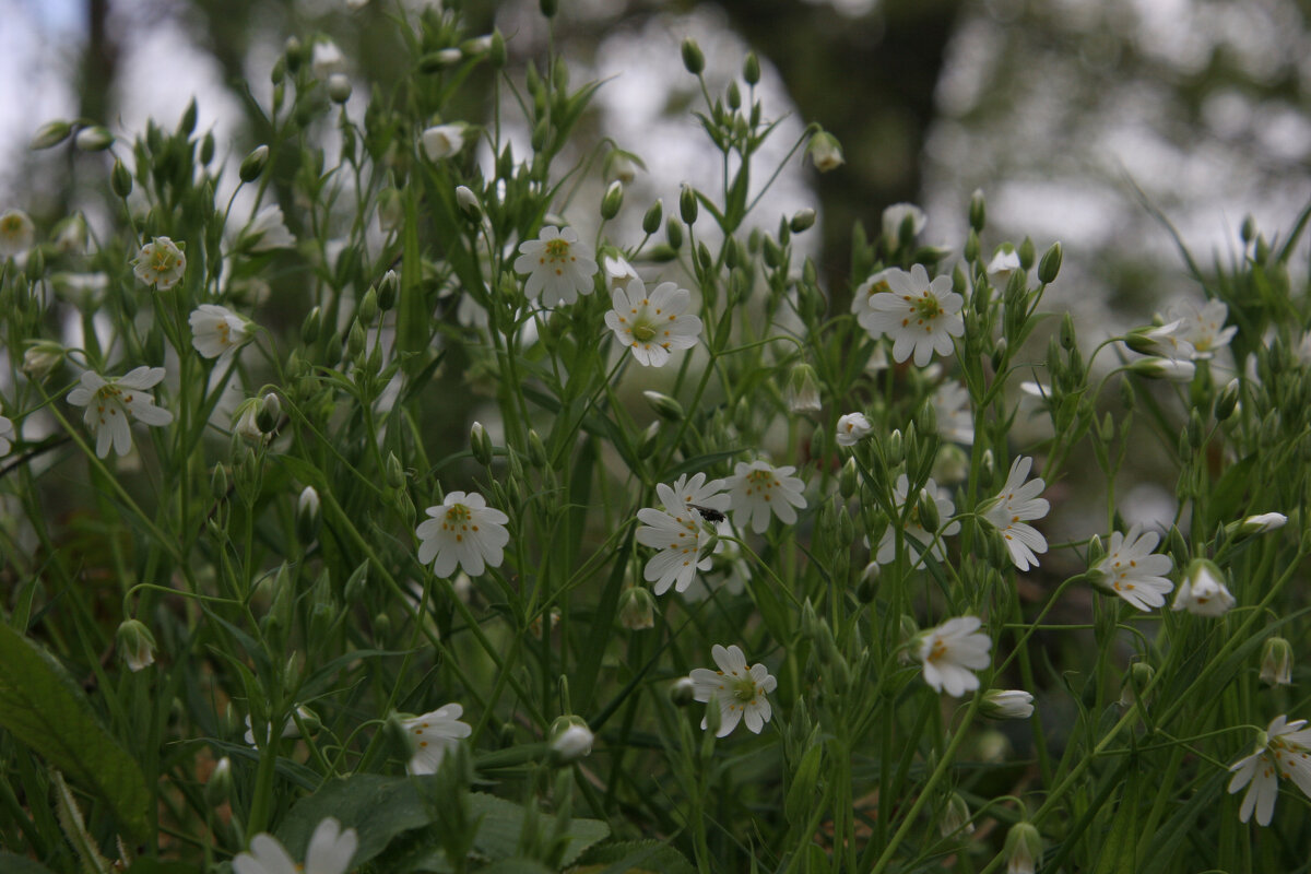 Весеннее цветение - Valziwa 