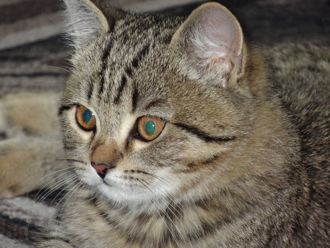 С ДНЕМ КОШЕК!!! - СЕРГЕЙ ФИЛОЧКИН