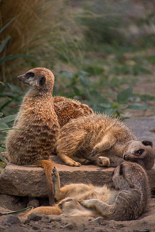 На страже - Valziwa 