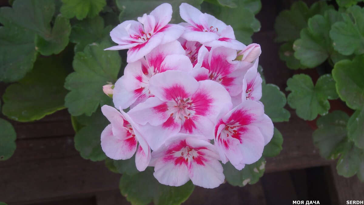 С началом Весны друзья! - СЕРГЕЙ ФИЛОЧКИН С началом Весны друзья! - СЕРГЕЙ ФИЛОЧКИН