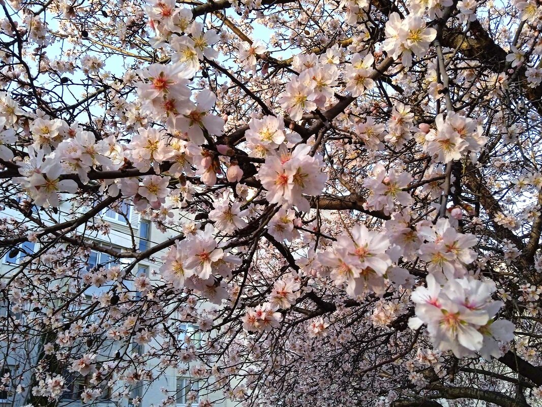 Всех поздравляю с первым днём весны! - Эля Юрасова