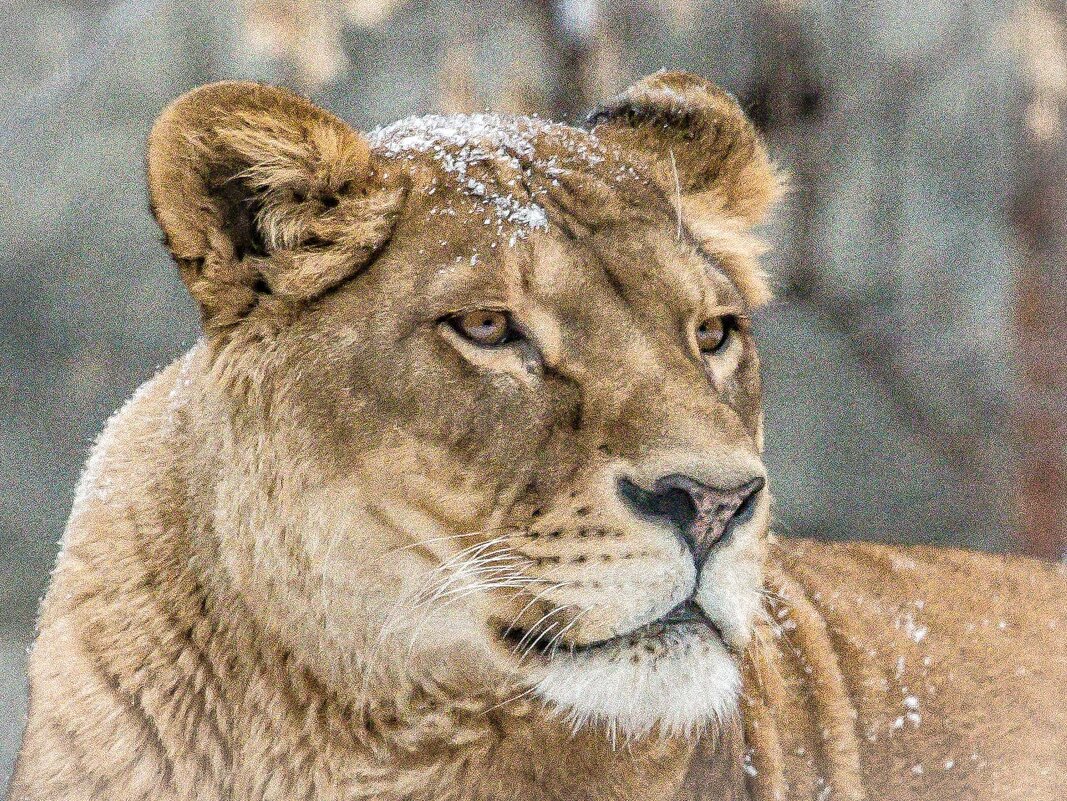 Львица НАЙТИРА - Аркадий Лаптенко