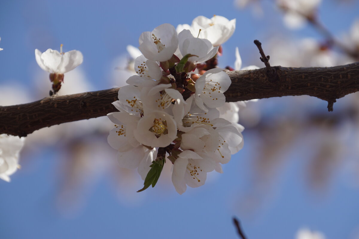 С первым днем Весны! - Lersa 