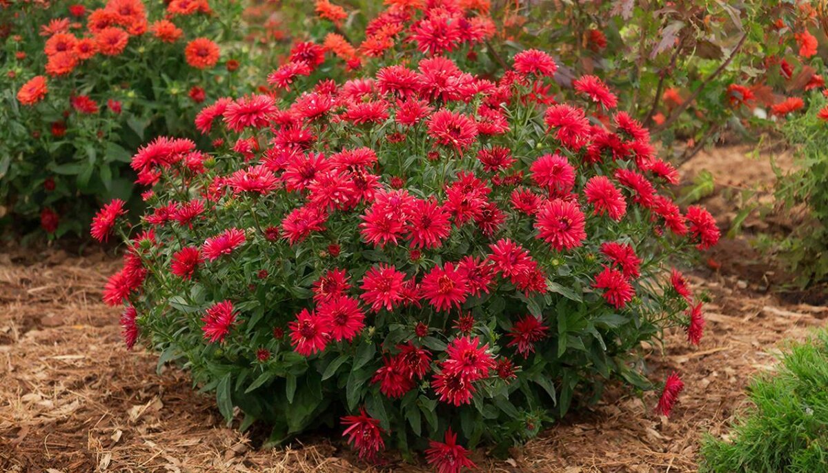 ЦВЕТЫ.. - МАРИЯ ПОПОВА