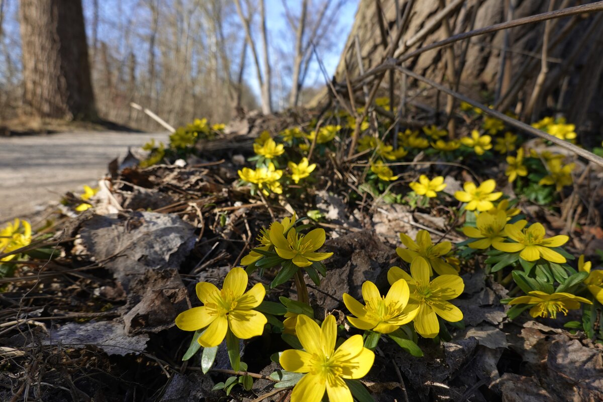 Торопливая весна...... - Галина 