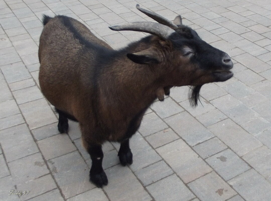 Обитатель зоопарка - Freddy 97 Обитатель зоопарка - Freddy 97