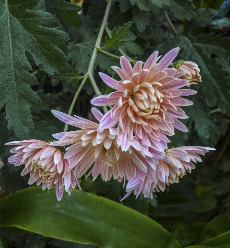 Веточка  хризантемы - Валентин Семчишин