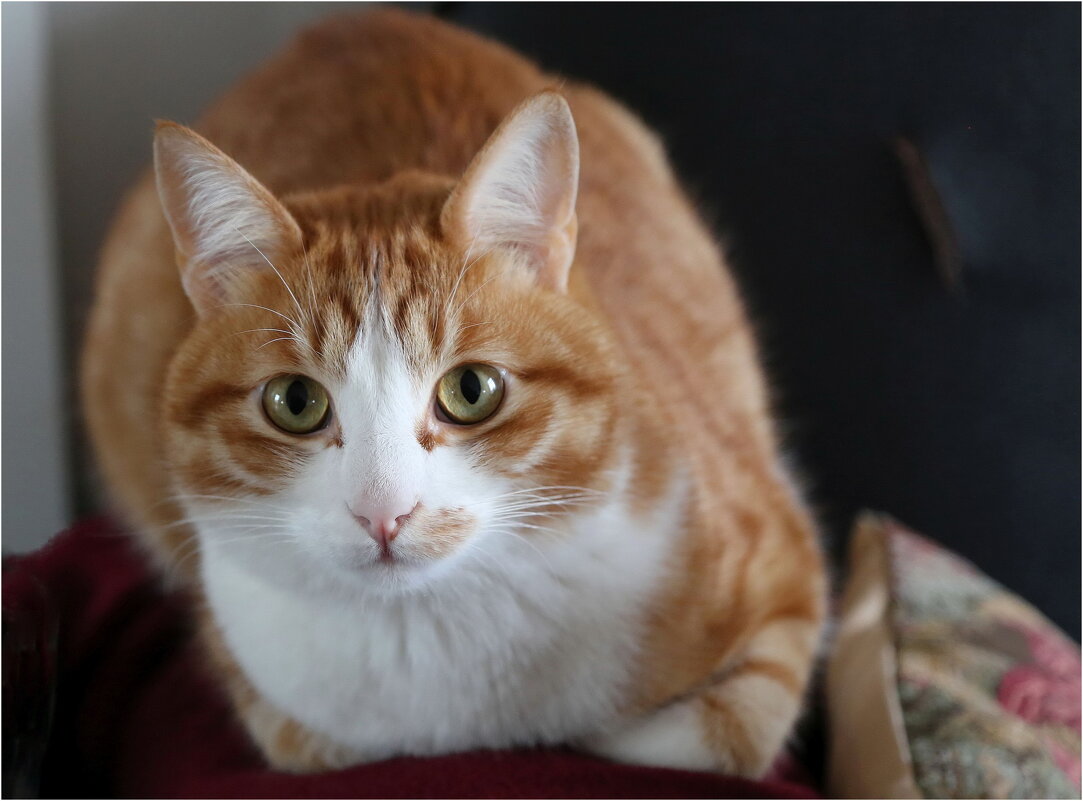 С Праздником! - ZNatasha -