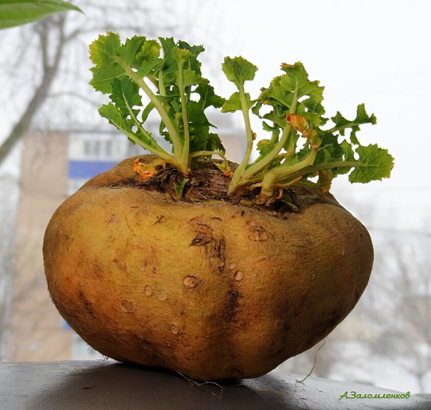 Про весеннее настроение - Андрей Заломленков