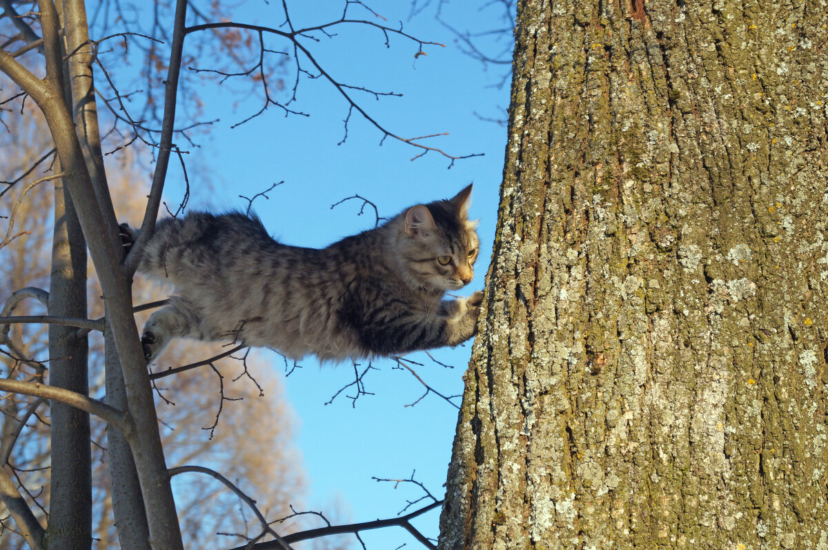 С днем кошек! - Сергей Ц