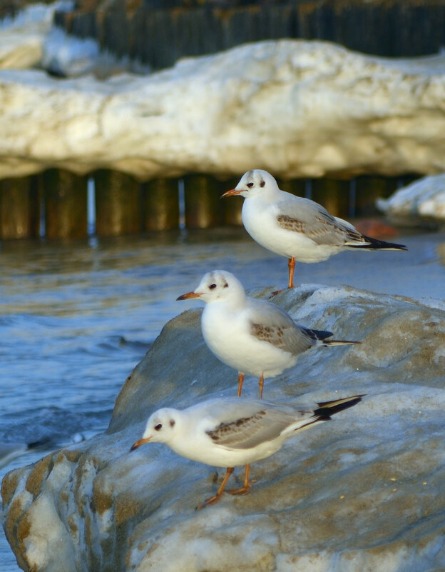 Ждут весну. - Константин Белоногов
