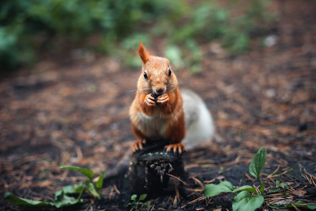 боец - Антон Лихач боец - Антон Лихач