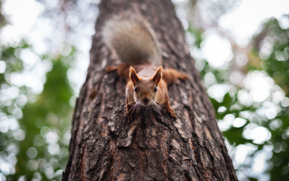 спортсмен - Антон Лихач спортсмен - Антон Лихач