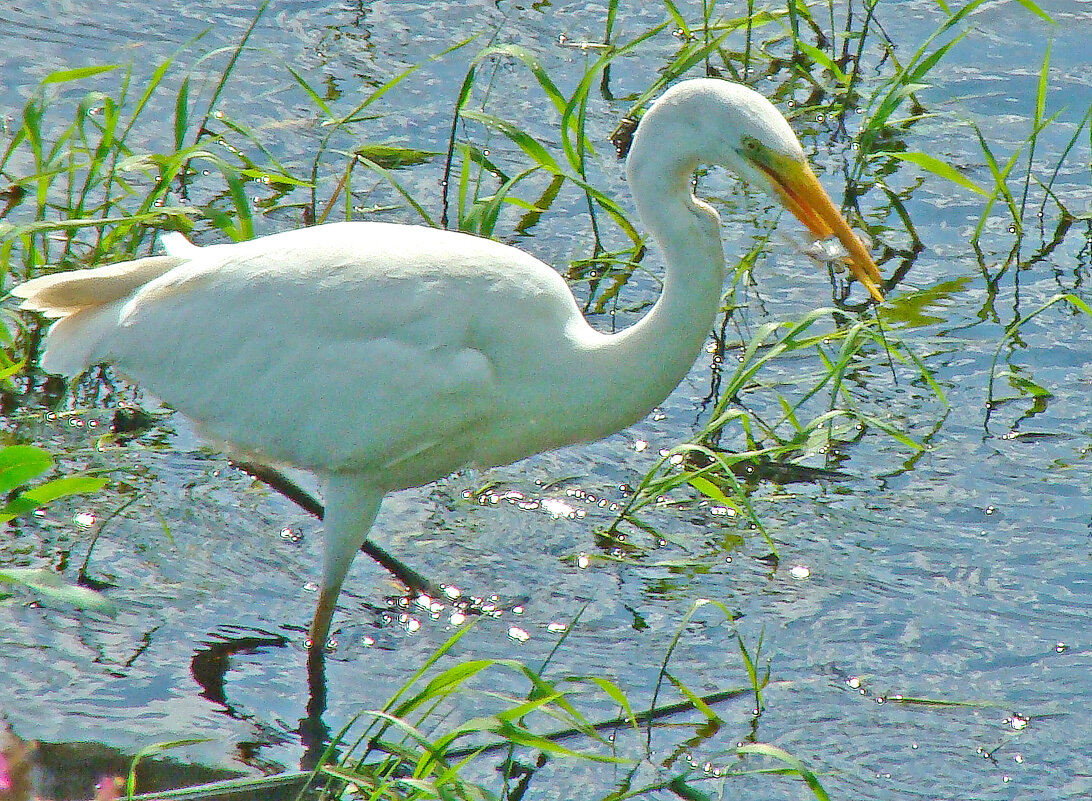удачная рыбалка - gawrilа - dan