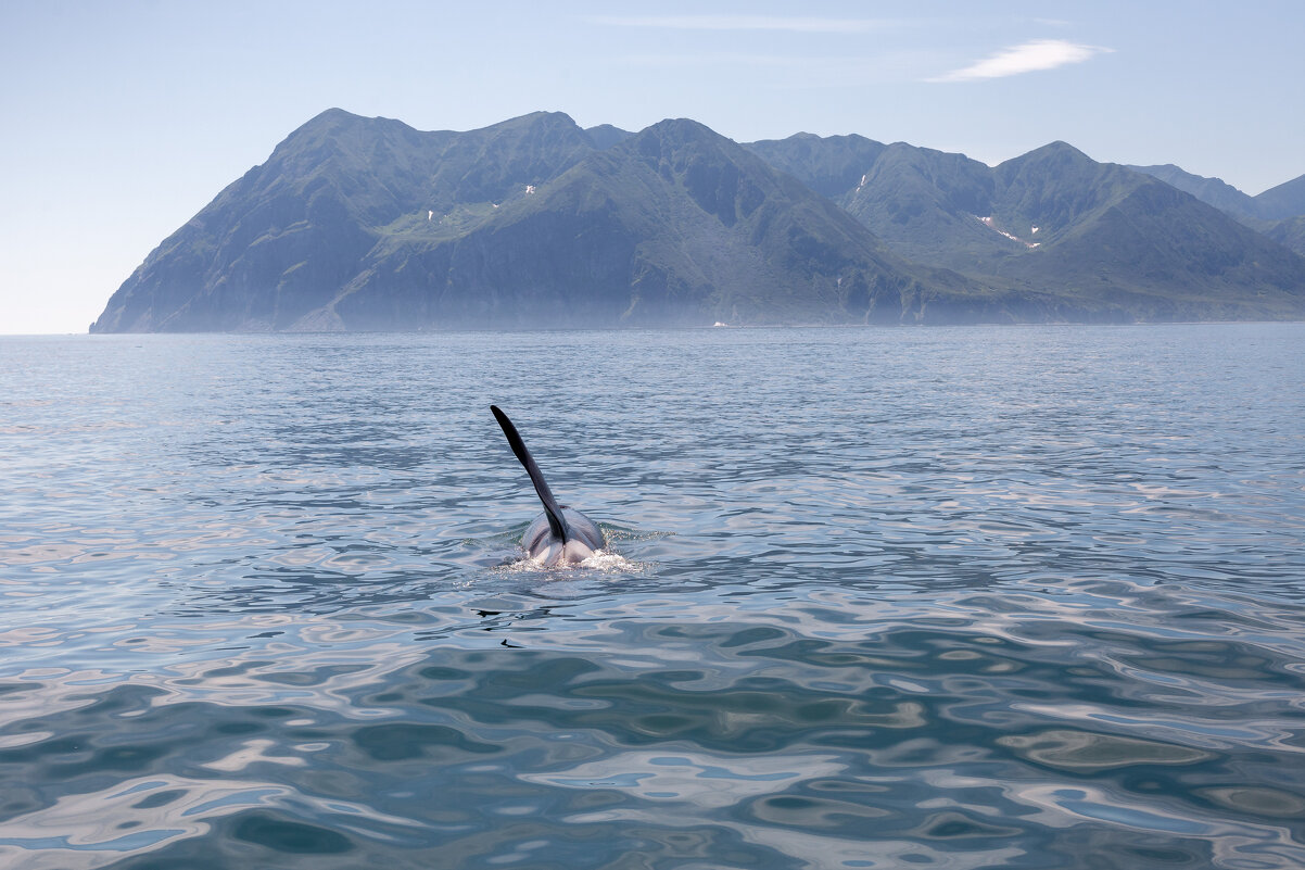Касатка поспешно уплывает - Антон Лихач