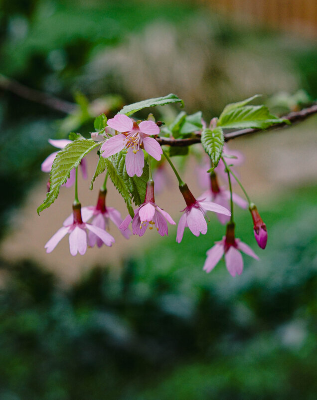 Сакура 2026 - Ольга Кубынина