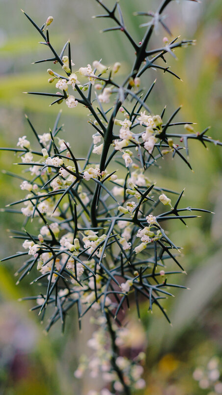 Коллетия колючая - Ольга Кубынина