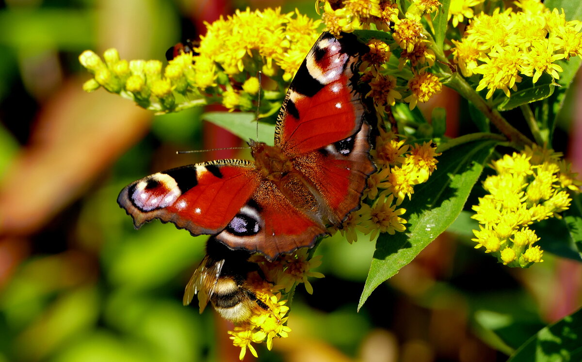 опять про бабочек...509 - Александр Прокудин