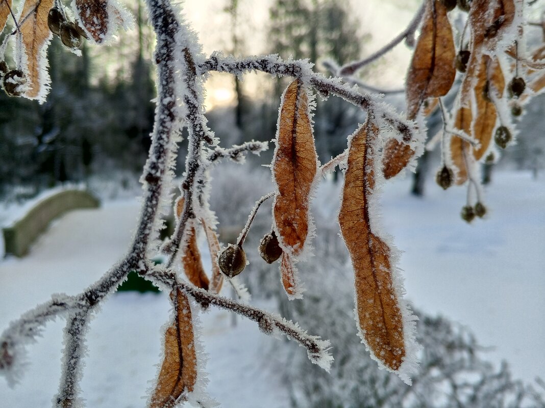 Изморозь - Сапсан 