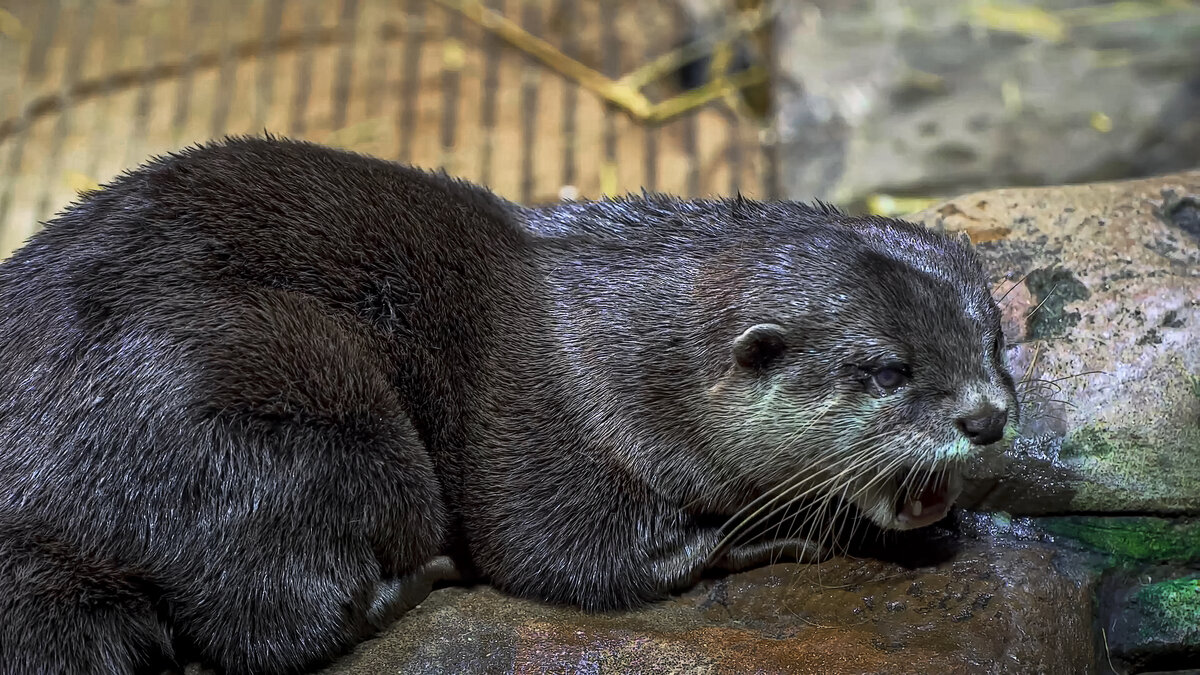 Выдра обыкновенная - Aleksey Afonin