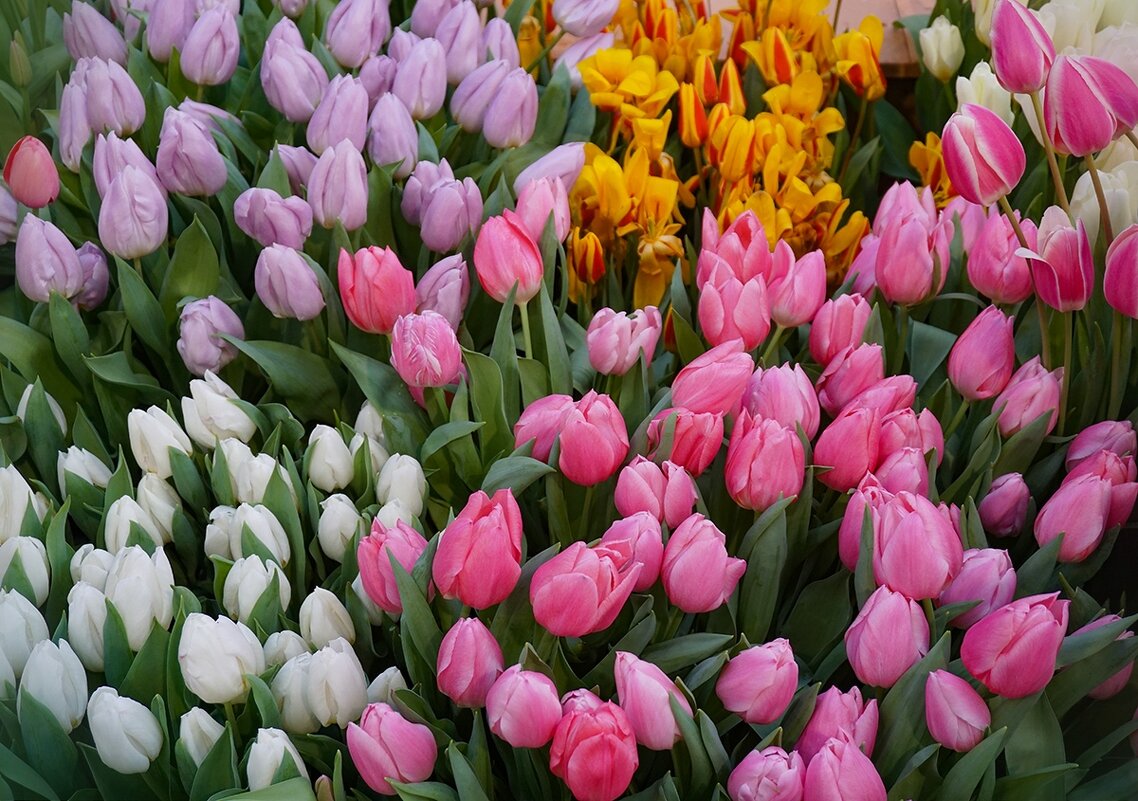 "Репетиция весны" в Аптекарском огороде Ботанического сада МГУ - Ольга "Репетиция весны" в Аптекарском огороде Ботанического сада МГУ - Ольга