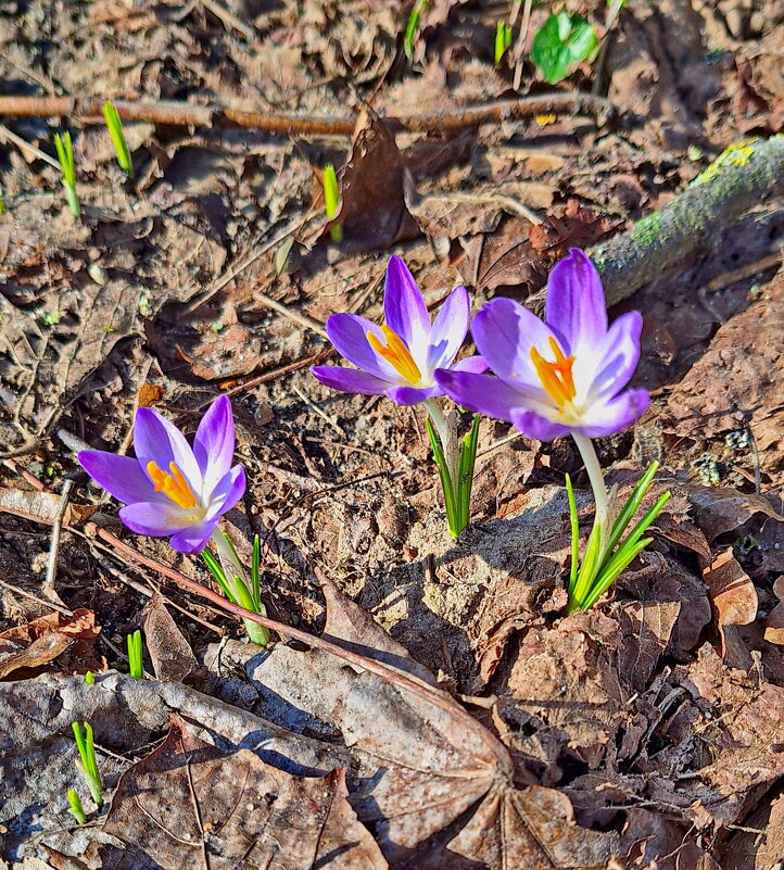 Весна пришла - Андрей K.