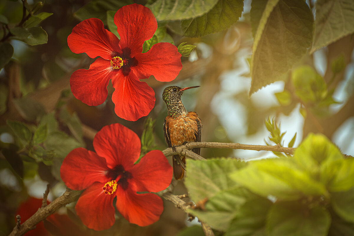 Колибри Родописуса веспер. Перу. - Svetlana Galvez Колибри Родописуса веспер. Перу. - Svetlana Galvez