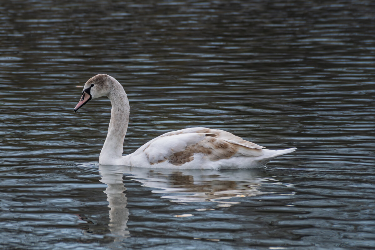 Молодой лебедь - Игорь Сикорский